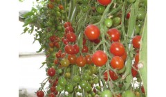 樱桃番茄高产秘诀！搭架+授粉，从夏结到秋，果子甜又多
