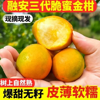 金桔融安脆皮金桔当季新鲜水果脆蜜滑皮金桔橘子纯甜5斤整箱直批