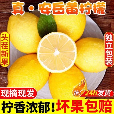一件代发安岳黄柠檬新鲜优力克柠檬奶茶店专用广东香水柠檬正宗