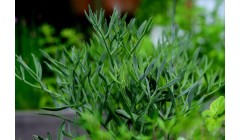 茴香怎么种植，茴香的种植技巧