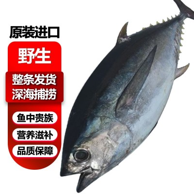 金枪鱼整条批发蓝鳍刺身新鲜黄鳍大目金枪肉炮弹鱼炸弹鱼冰鲜冷冻