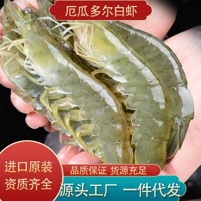 厄瓜多尔白虾批发商用大虾鲜活特大号虾海鲜生鲜冻虾白虾水产王牌
