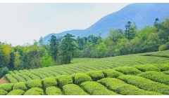 香气鲜爽，滋味甘醇：莫干黄芽