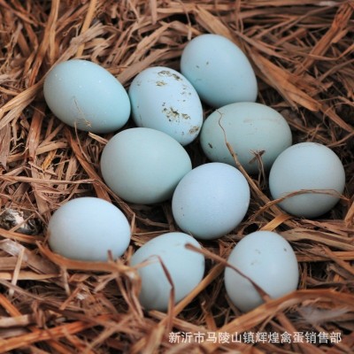 大量批发新鲜绿壳鸡蛋绿壳乌鸡蛋绿壳土鸡蛋绿壳草鸡蛋 量大价优