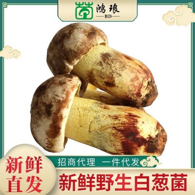 2024白葱菌500g食用菌酒店煲汤食材农副产品厂家批发鲜品云南鲜菌