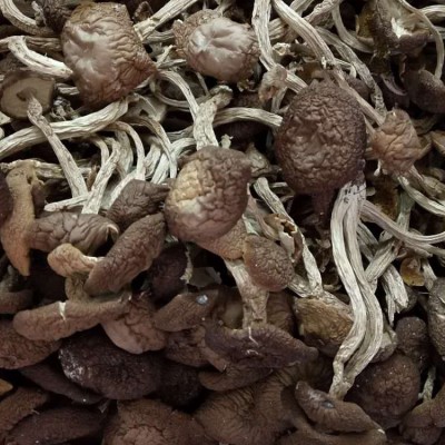 福建古田新货茶树菇 5号不开伞茶树菇500g散装批发