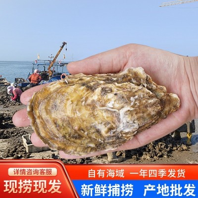 源头生蚝鲜活整箱包邮50斤新鲜牡蛎单个6两生蚝海鲜水产鲜活批发