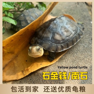 【石金钱】石金钱龟苗黄喉拟水龟大小青绿毛龟小乌龟活物宠物批发