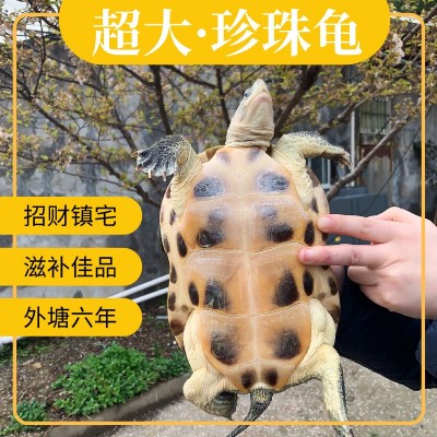 超大中华花龟珍珠龟招财镇宅观赏长寿活体大小乌龟活物宠物批发