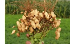 种植花生到中后期，会出现哪些病虫害问题