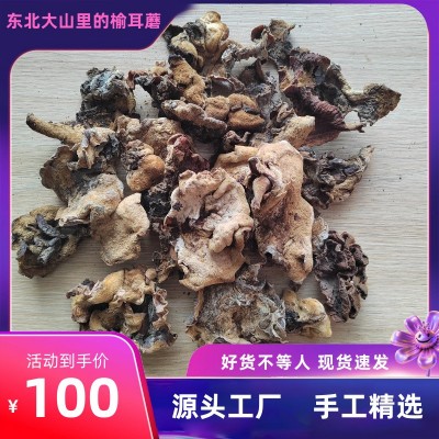 东北深山榆耳蘑菌香浓郁肉厚鲜香人工挑选好货原产地直发