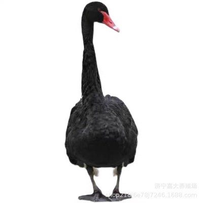 黑天鹅幼苗 黑天鹅脱温苗多少钱一对 出售成年观赏黑天鹅活体