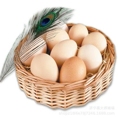 一对孔雀苗价格 孔雀养殖场 观赏开屏蓝孔雀白孔雀花孔雀 孔雀蛋